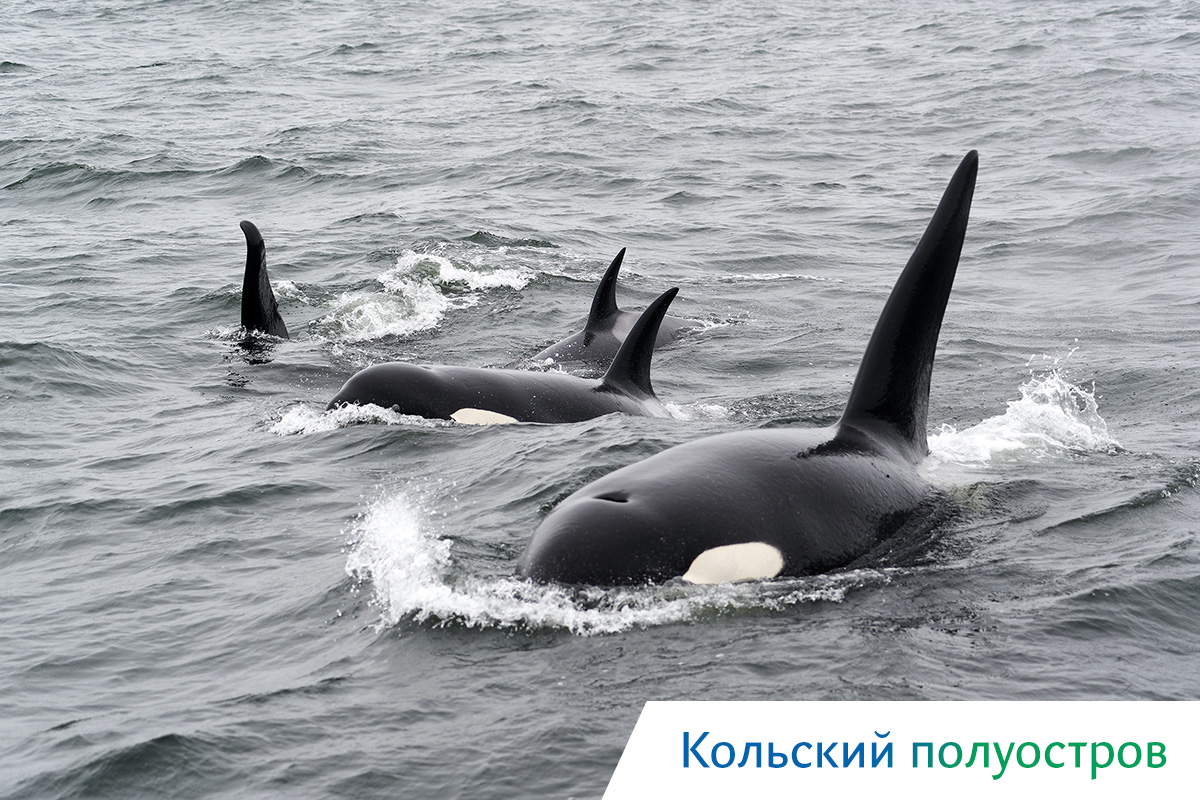 косатки у кольского полуострова