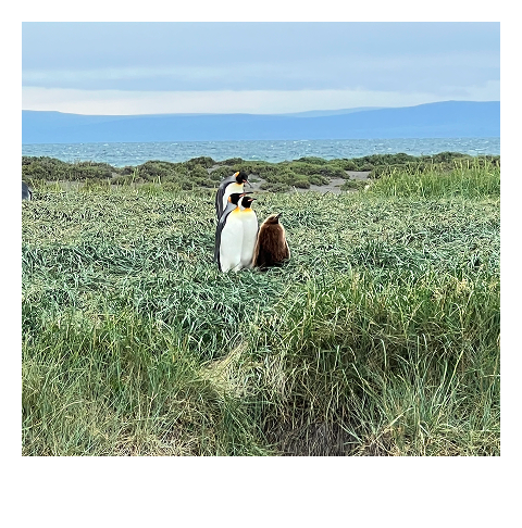 Стадо белых альпак на водопое в Аргентине
