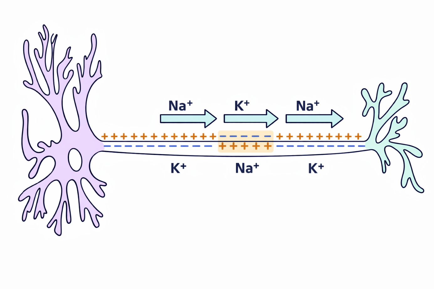 Ein Bild, das Zeichnung, Entwurf, Clipart, Darstellung enthält.
KI-generierte Inhalte können fehlerhaft sein.