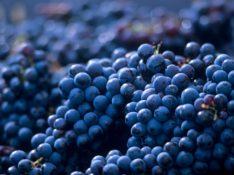 Столовый и винный виноград