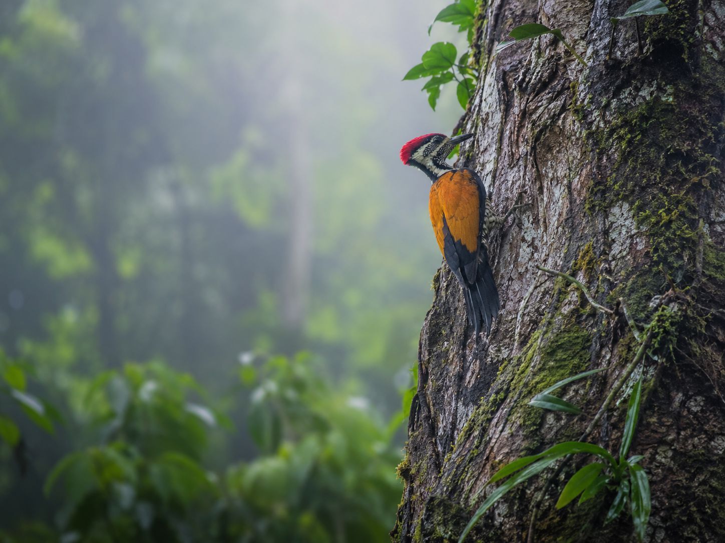 Burung Pelatuk Sampit Pelatuk Kundang di hutan Kalimantan