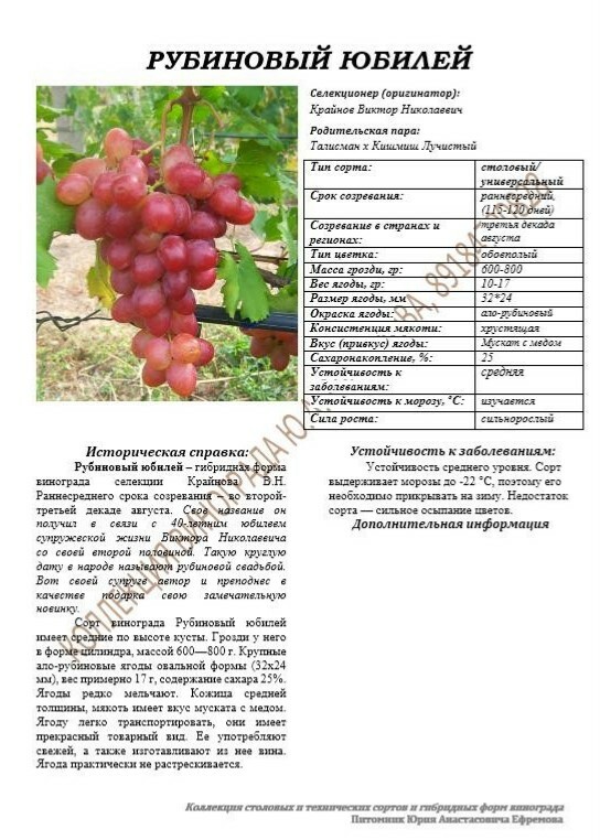 Рубиновый юбилей описание сорта. Рубиновый юбилей описание сорта
