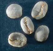 Веронезе пример дефекта кофе вариант 7