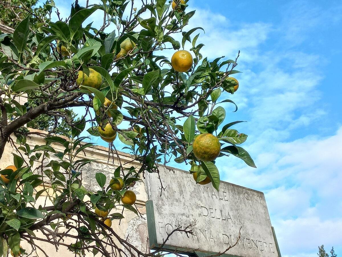 Апельсиновая роща в Риме