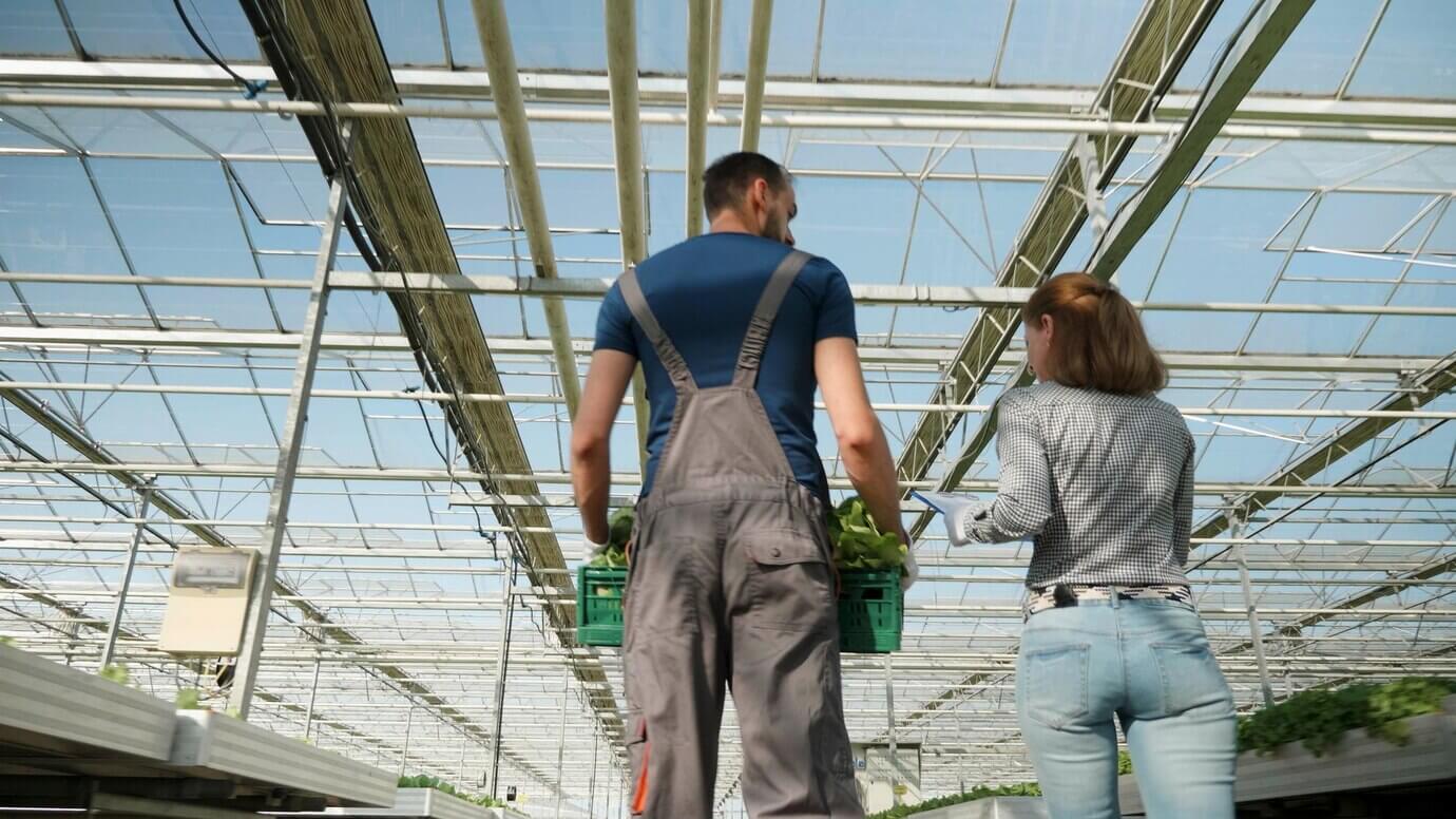 Демонтаж теплиц и разборка парников - быстро ⚡ Цены снижены до конца месяца