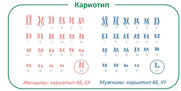 Кариотип человека картинка