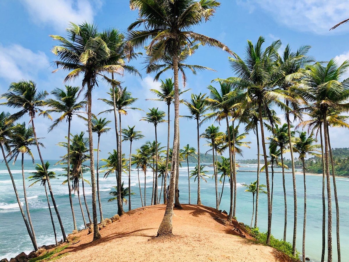 Пальмовая роща Шри Ланка