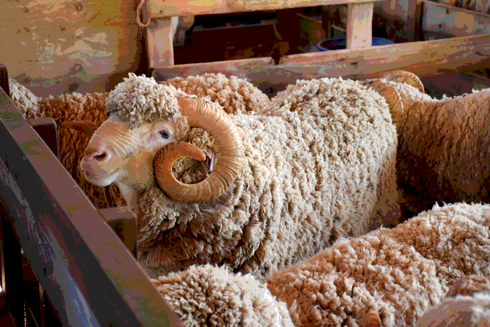 Италия. Меринос