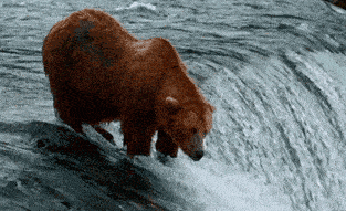 Медведь и рыба