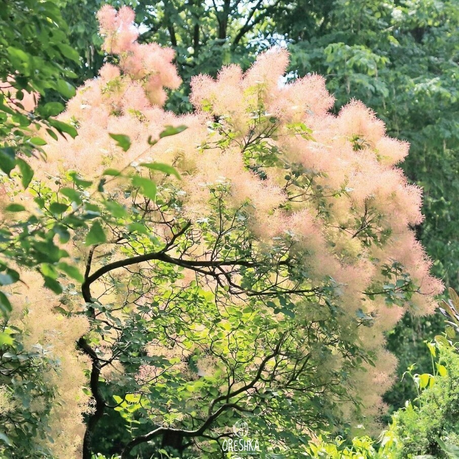 Париковое дерево скумпия