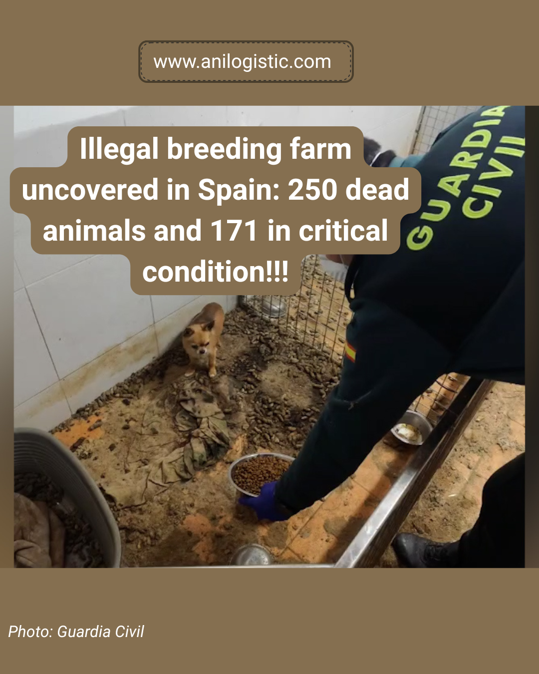 Spanish Civil Guard officers dismantled an illegal breeding farm where hundreds of animals were found in horrific conditions.