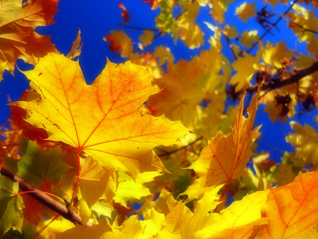 Пришел сентябрь золотой. Осень. Листопад. Красивый осенний листопад. Кленовый листопад.
