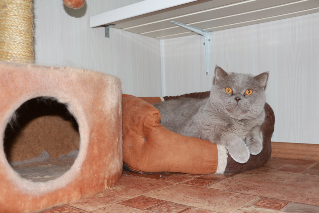 Условия приёма животных в гостиницу