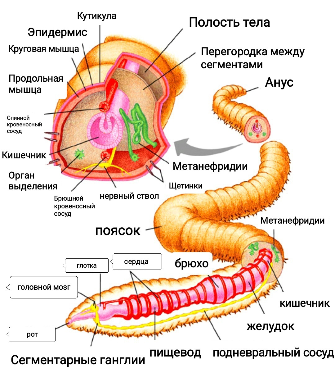 Система дождевых червей