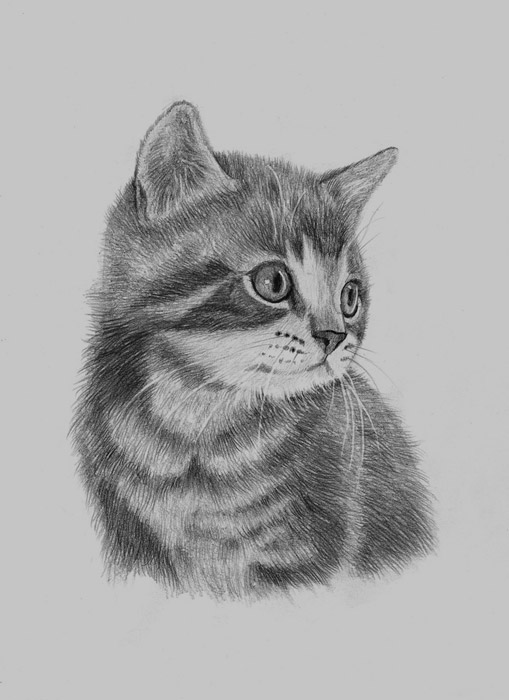 Рисованного кота