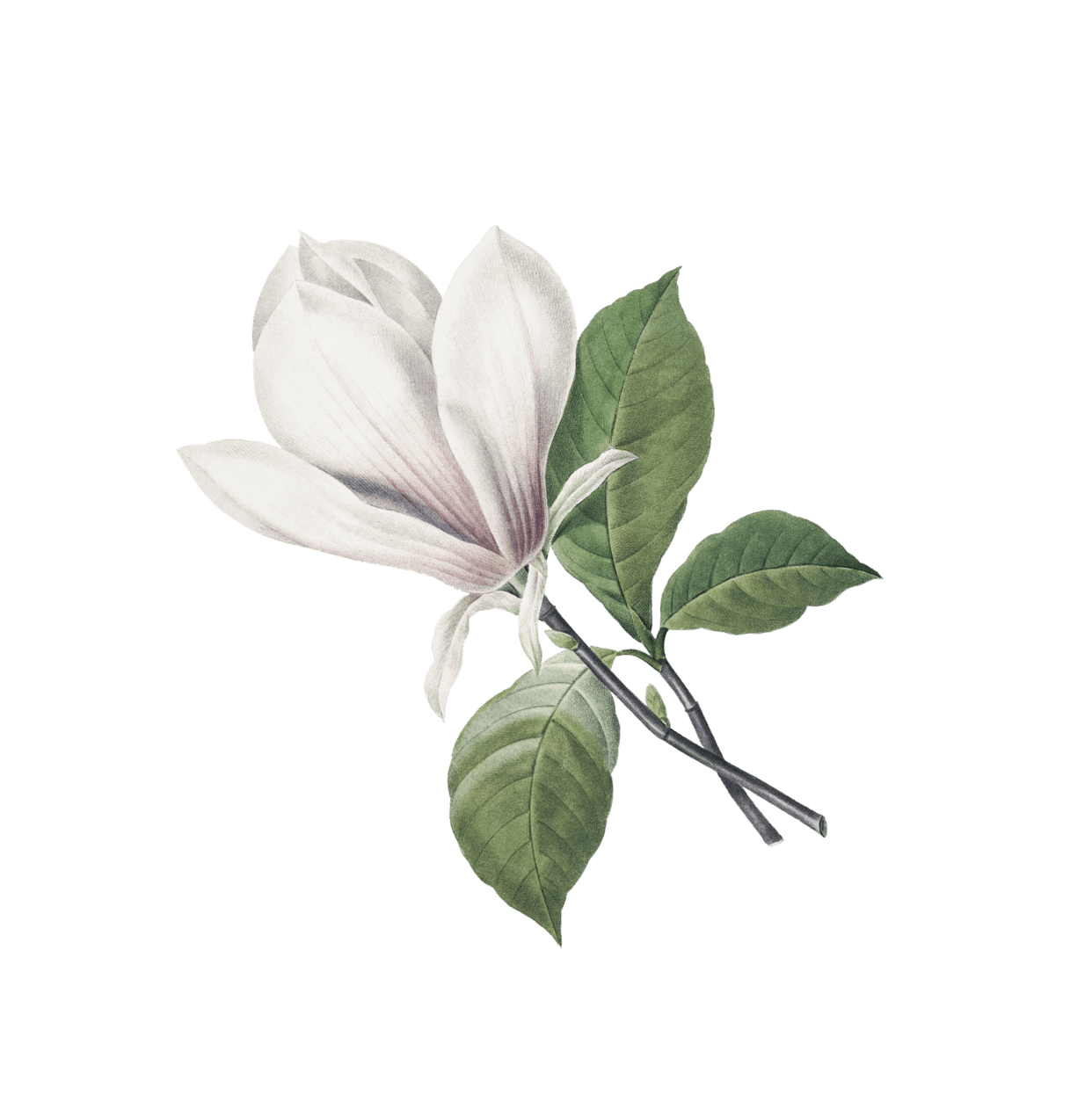 натуральная косметика, магазин профессиональной косметики, крем для ног, крем для ног с мочевиной, крем для ног купить, масло для ногтей, масло монарды для ногтей, масло для ногтей купить, косметика для ногтей, дезодорант для ног