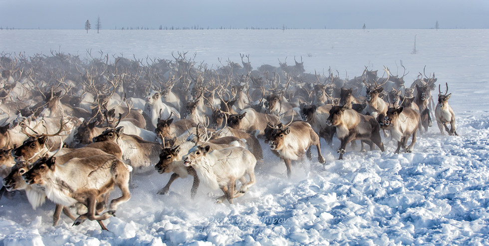 Reindeer. Yamal photography workshop