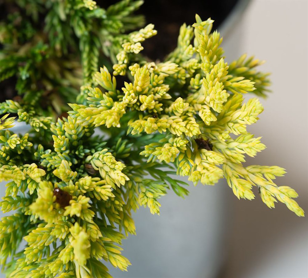 Juniperus horizontalis golden carpet. Можжевельник Голден карпет. Можжевельник горизонтальный Голден карпет. Можжевельник ujkl карпет. Можжевельник горизонтальный Golden Carpet.