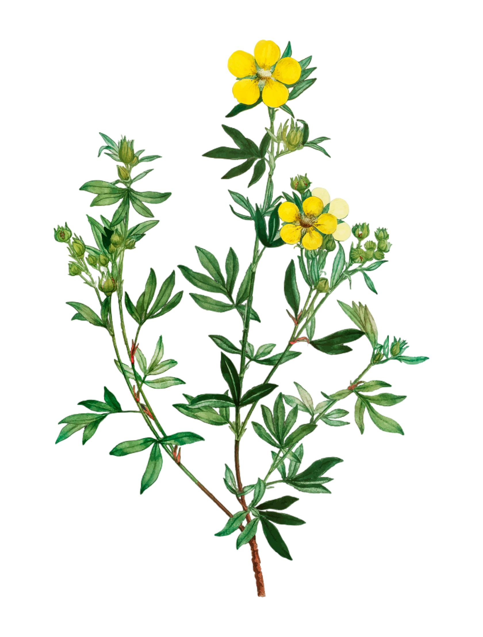 Действие трав на организм, лекарственное растение