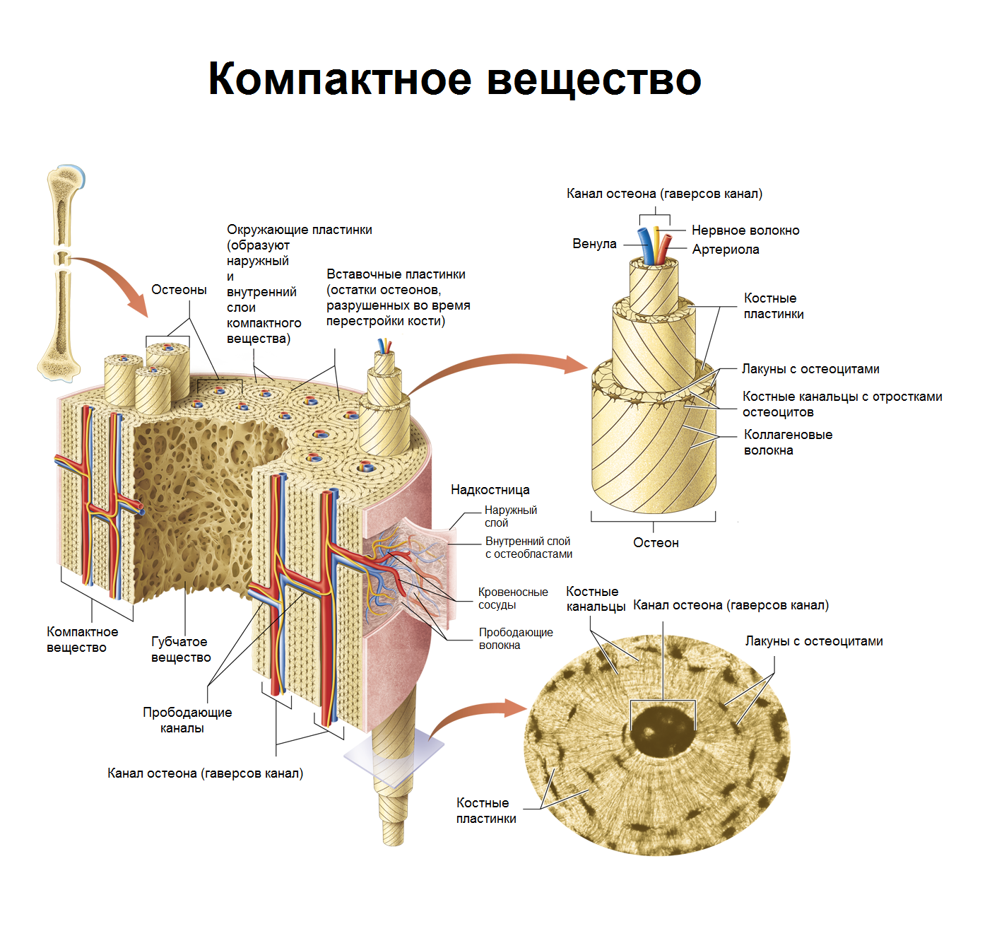 Основные компоненты костной ткани. Строение остеона костная ткань. Трубчатая кость строение Остеон. Строение кости Остеон. Строение костей человека Остеон.