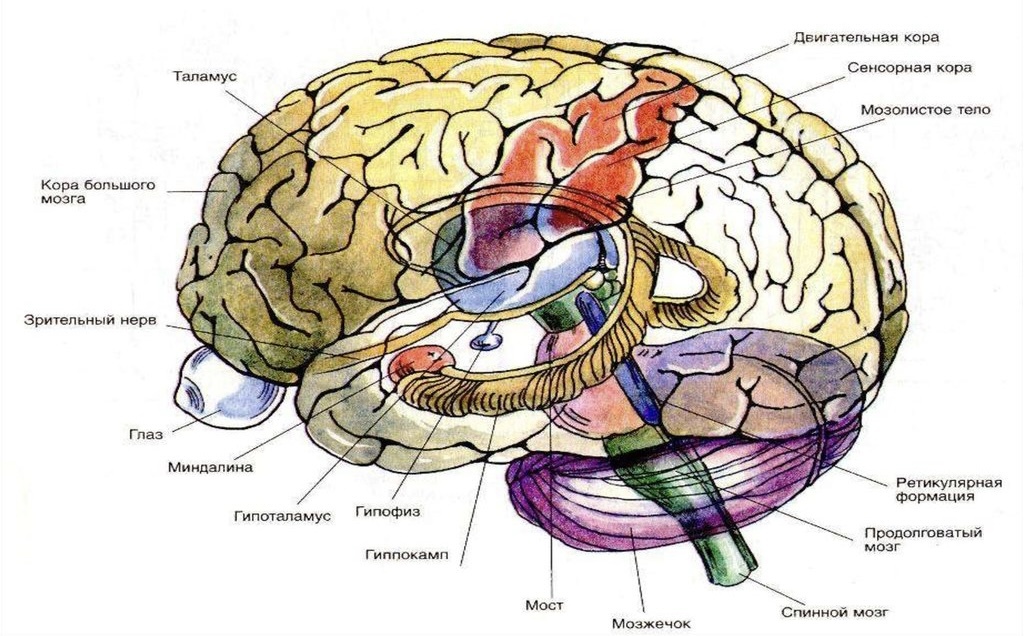 Структуры головного мозга презентация
