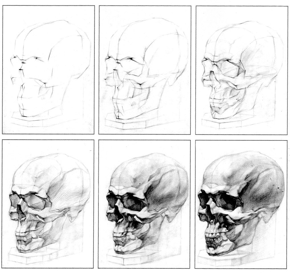 Череп рисунок карандашом анатомия