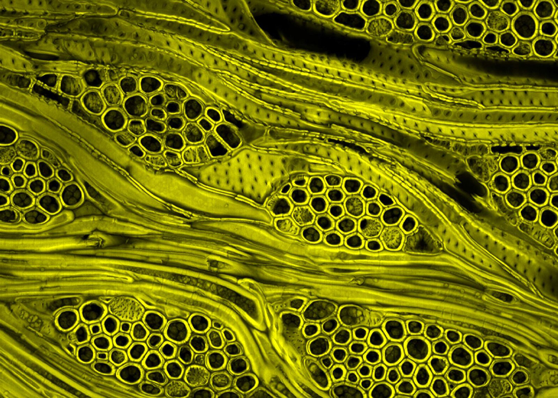 Микрофотография клетки растений
