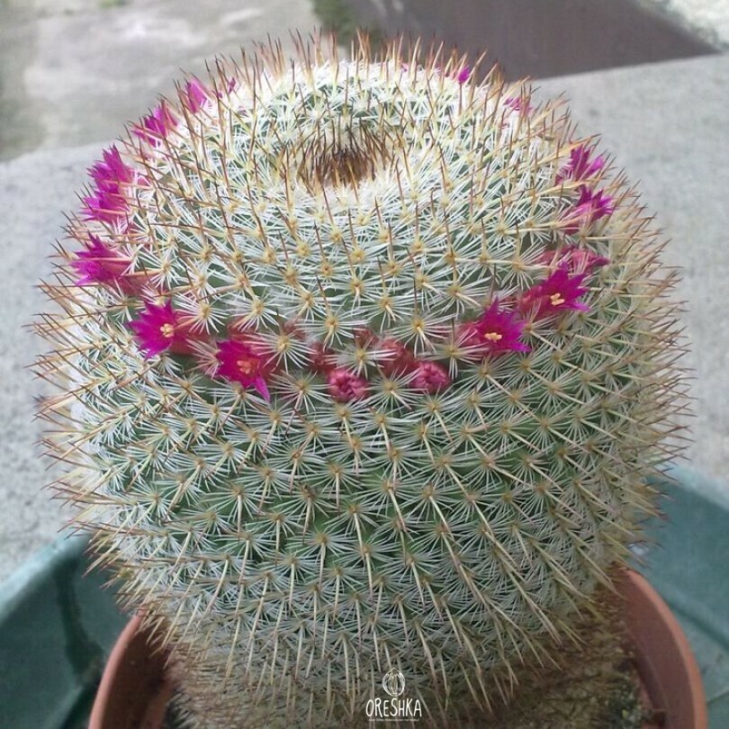 Buy Organic Succulent Cactus Mammillaria conspicua P-468 Seeds | Oreshka  Seeds