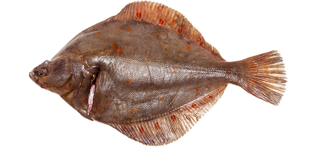 Белорыбица