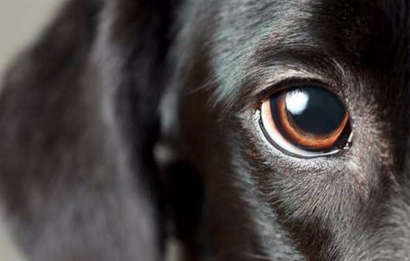 Симптомы катаракты у собак
