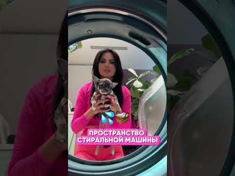 Превью видео «Хозяева показывают собаке незнакомые места в доме»