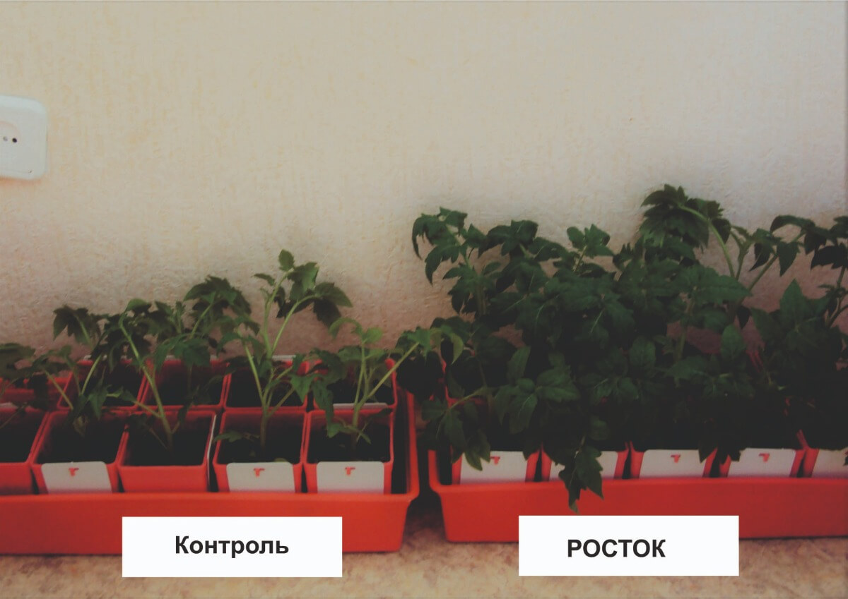 Влияние гуминового препарата РОСТОК на томаты
