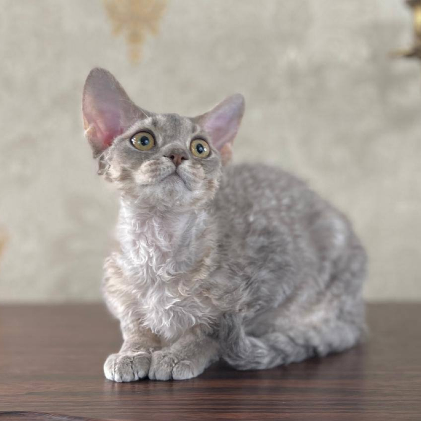 Devon-Rex