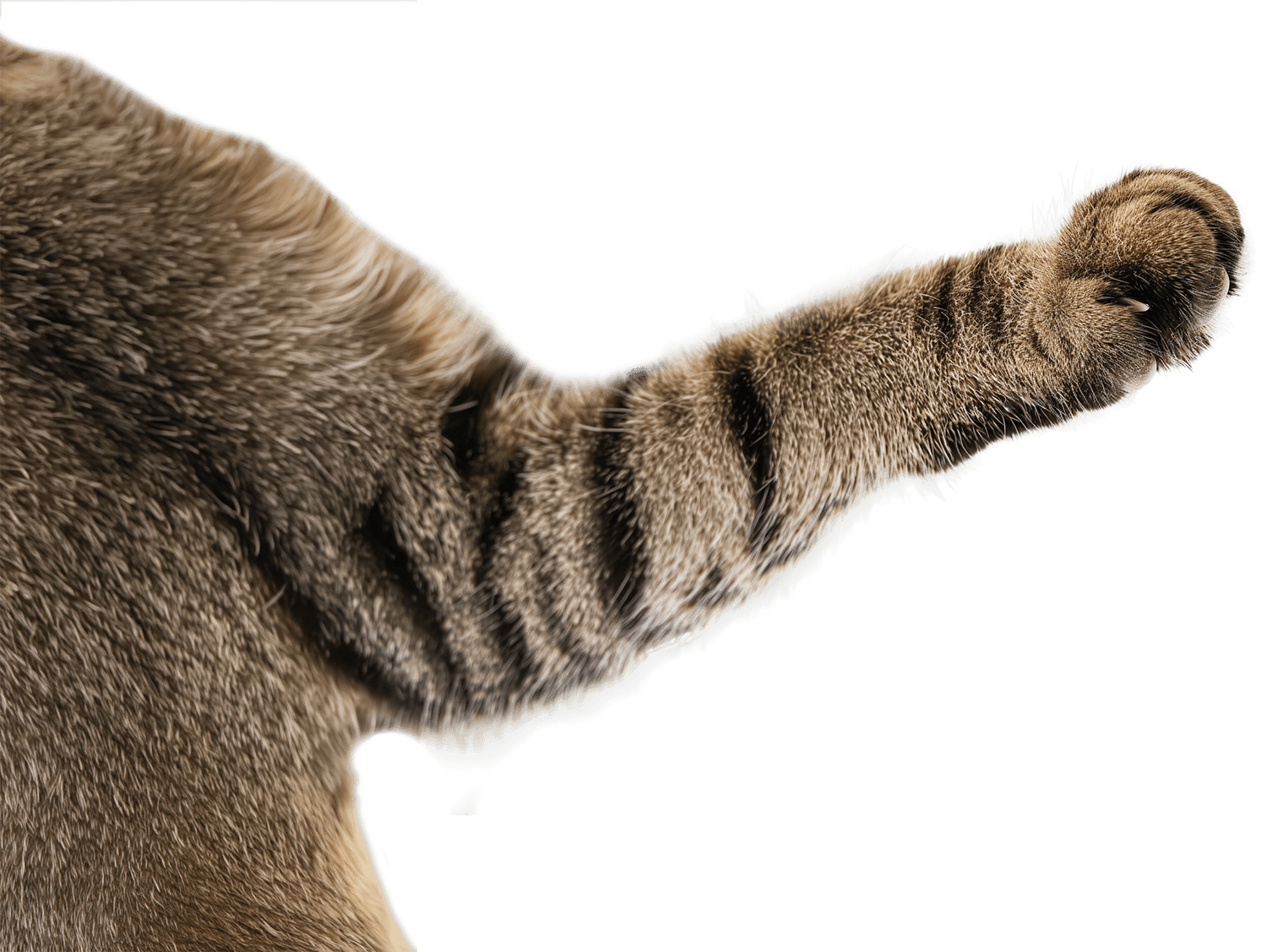 лапа серого полосатого кота крупным планом