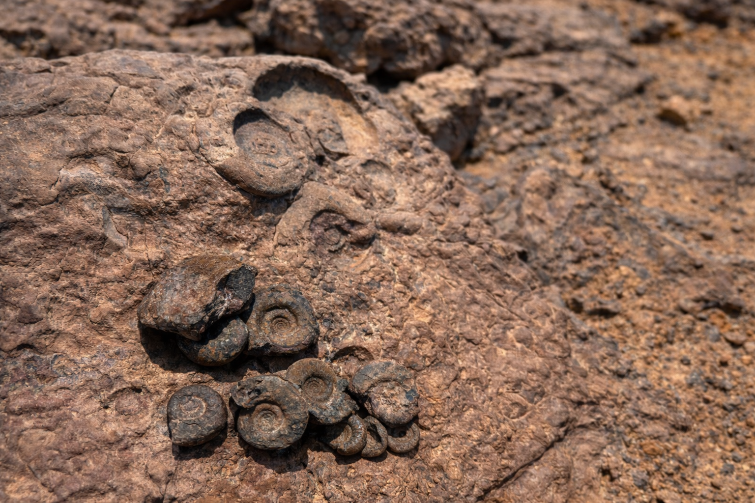 ammonite fossils embedded in sedimentary rock ancient marine fossil cluster