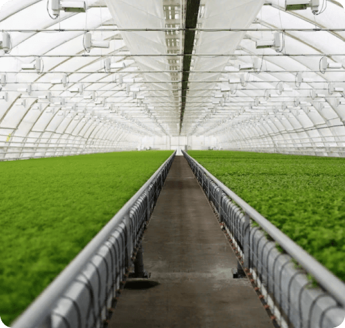 теплица под ключ