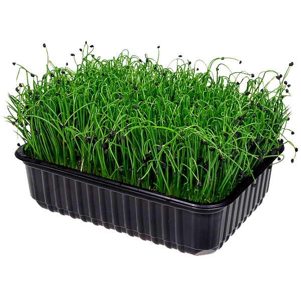 Микрозелень Шнитт-Лук