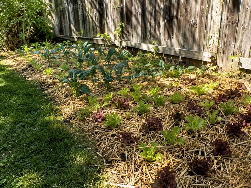 New vegetable bed with young greens growing where a lawn was removed