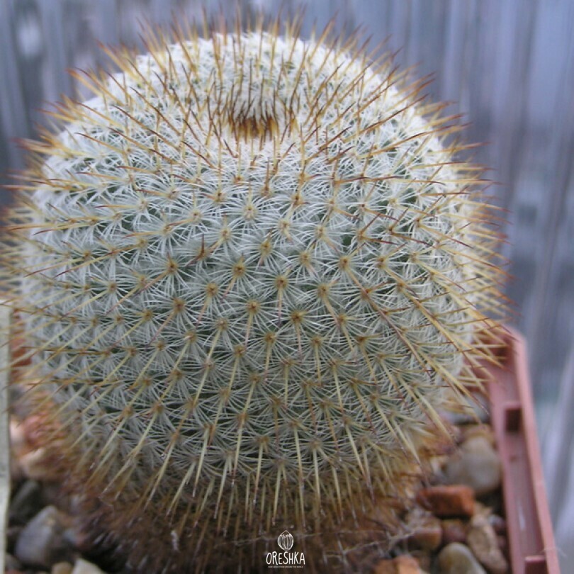 Seeds of Cactus Mammillaria dixanthocentron P 322 (Mammillaria dixanthocentron P 322) — 10 pcs