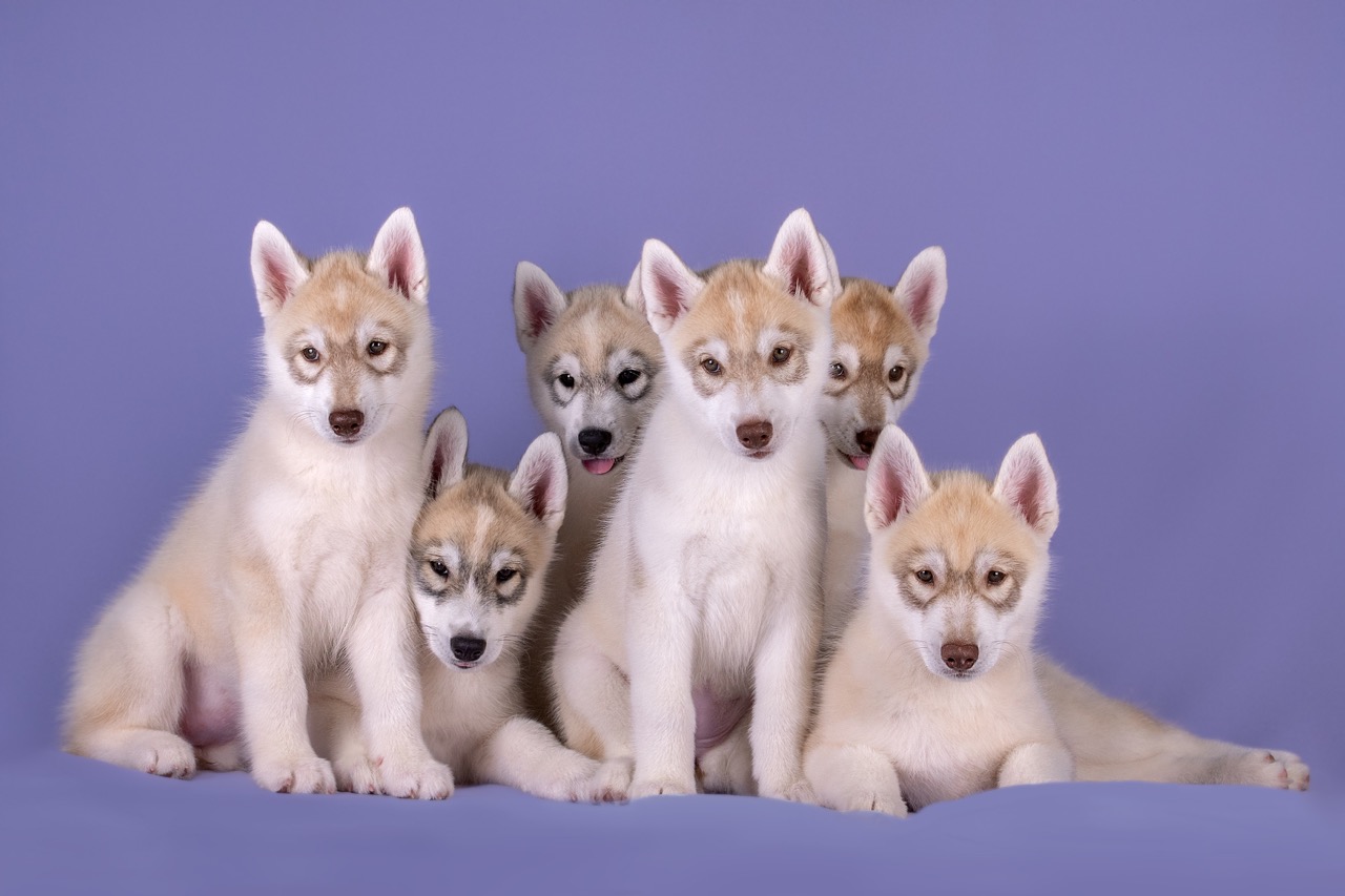 Husky, Puppy, Litter, Available, Kennel, Responsible, breeding, breeder, FCI, AKC, CKC, UKU, passports, health tested, Hakuna Vota, Puppies, 2 months old