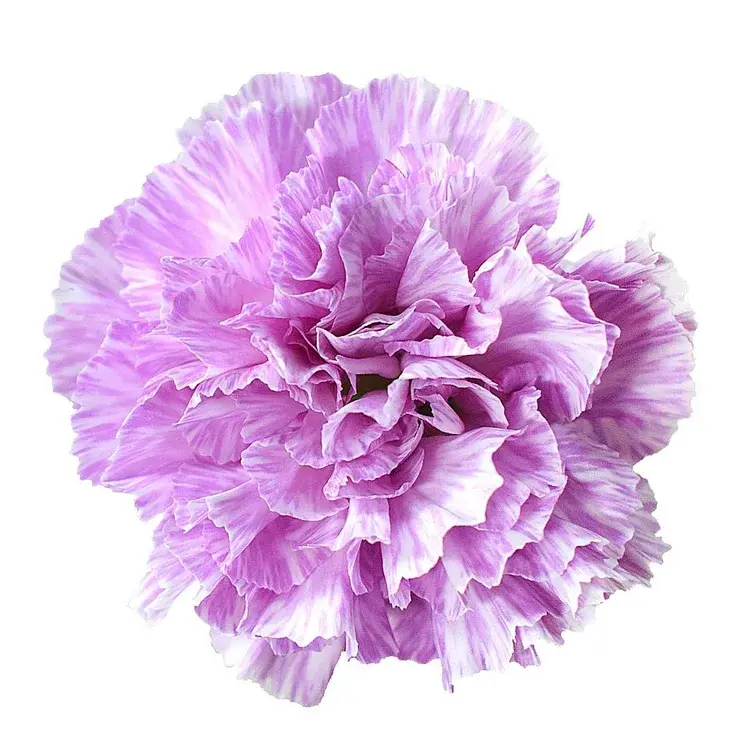 Гвоздика Moonburst