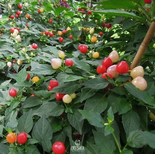 Seeds of Hot pepper Trepadeira werner (Capsicum) — 5 pcs