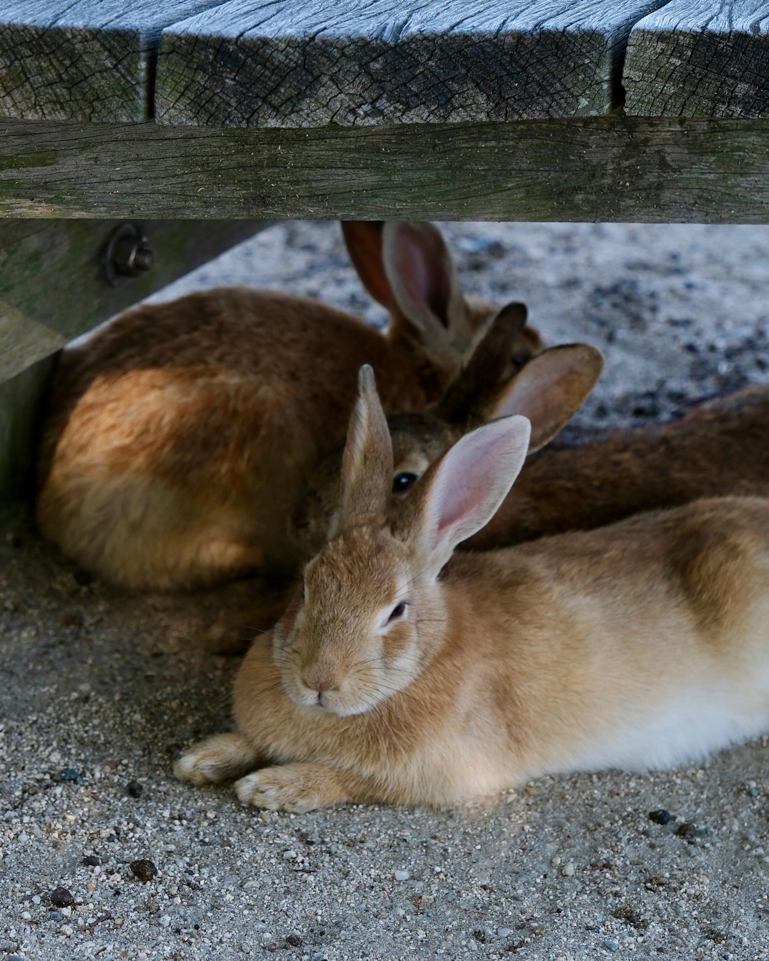 Okunoshima Rabbit Island: More Than Cute Bunnies