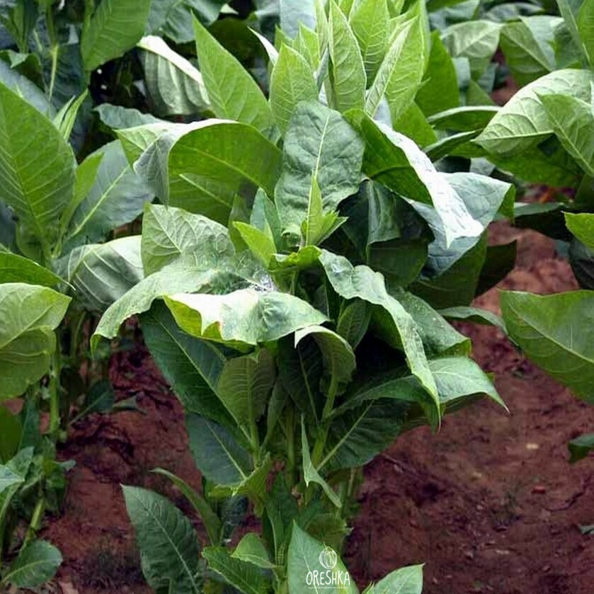Seeds of Табак Havana gold (Nicotiana tabacum) — 300 pcs