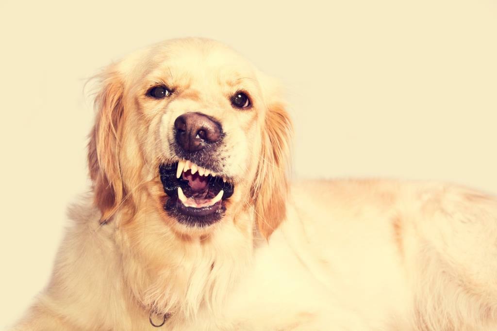 10 самых недружелюбных пород собак