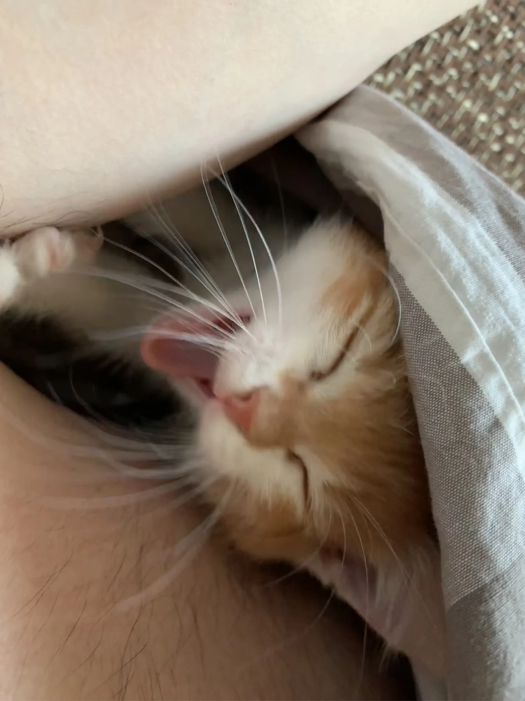 Котенок спокойно зевает - пример нормального расслабленного поведения без стресса