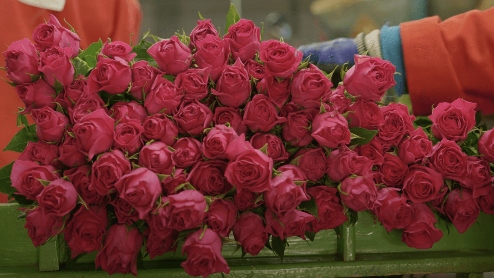 Лучшие плантации Кении 2025: