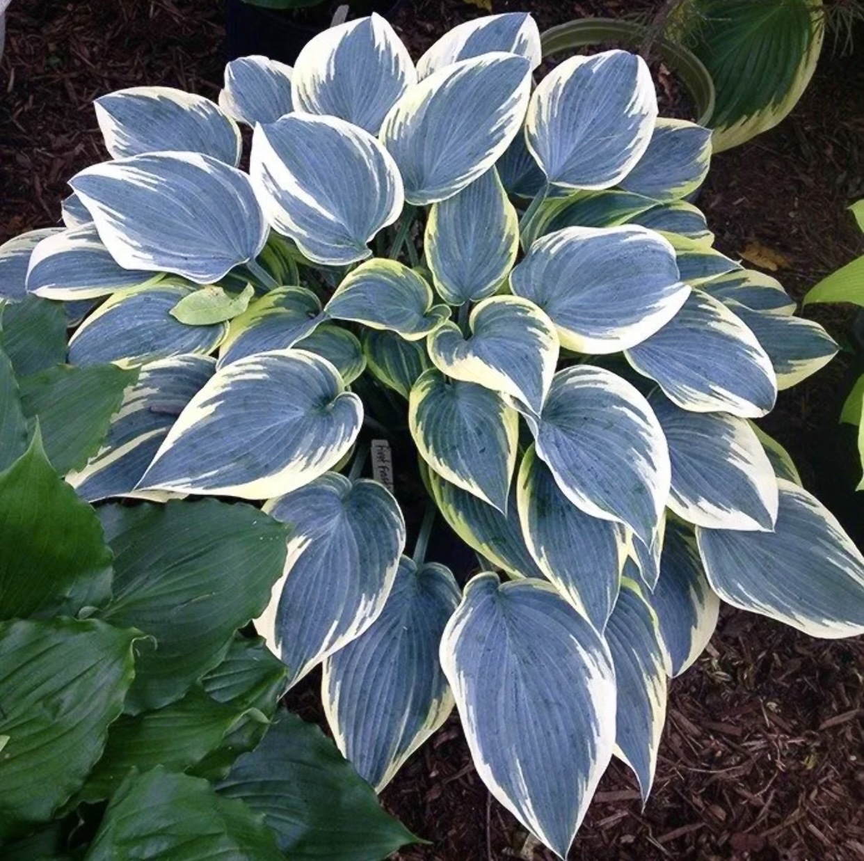 Хоста Hosta first Frost