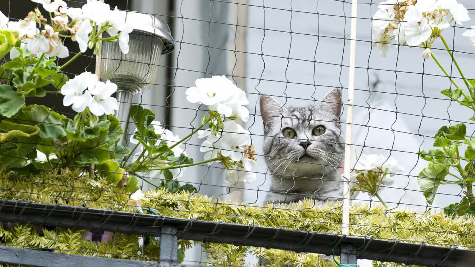 Как обезопасить незастекленный балкон для кошки?