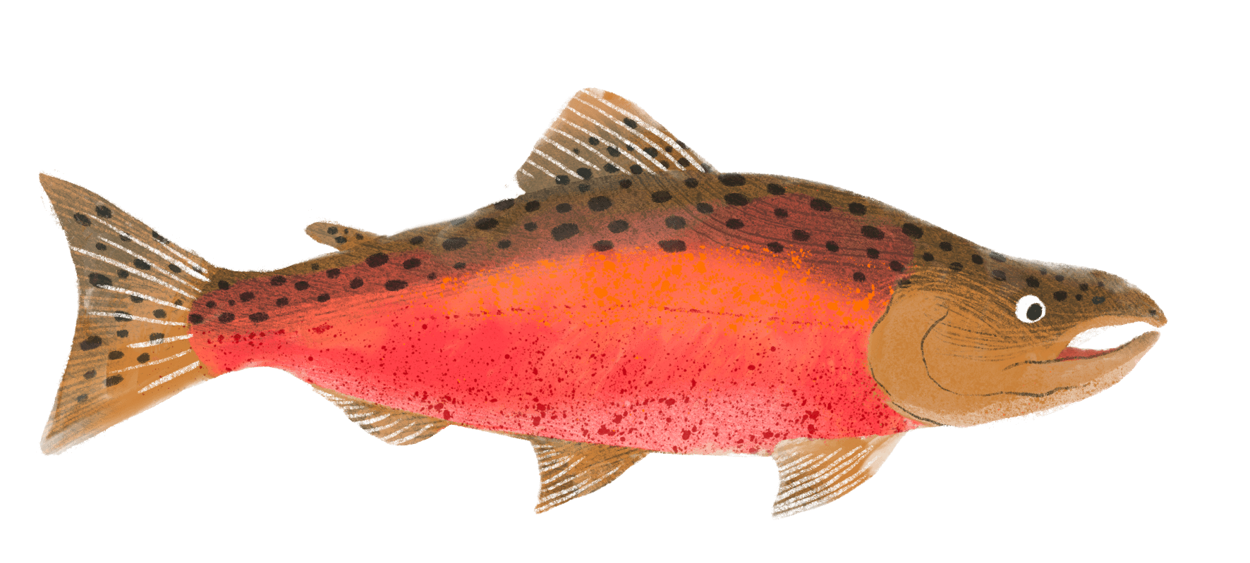 Цифровой Зоологический музей МГУ имени М.В. Ломоносова